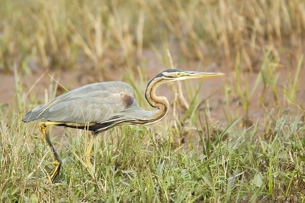 Purple Heron - hunting - Keoladeo Ghana National Park - Bharatpur - Rajasthan - India BI018048