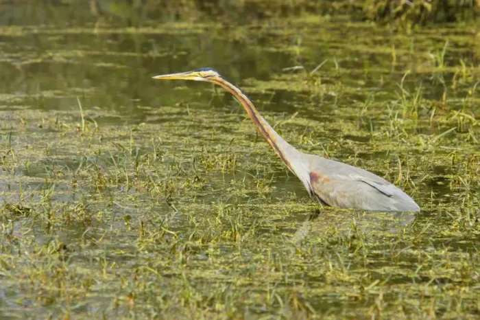 Framed Print : Purple Heron - hunting - Keoladeo Ghana National Park - Bharatpur - Rajasthan - India BI018044 Framed Print : Purple Heron - hunting - Keoladeo Ghana National Park - Bharatpur - Rajasthan - India BI018044