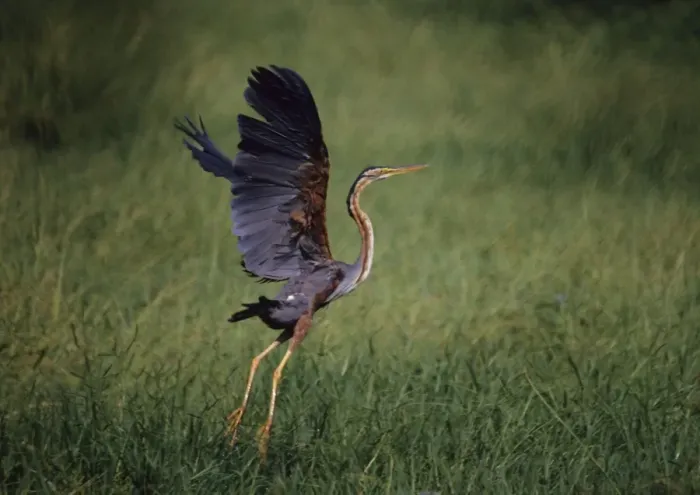 Framed Print : Purple Heron - Taking-off Keoladeo National Park, India Framed Print : Purple Heron - Taking-off Keoladeo National Park, India