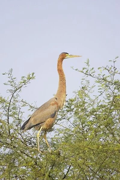Purple Heron - on tree top - Keoladeo Ghana National Park - Bharatpur - Rajasthan - India BI018033