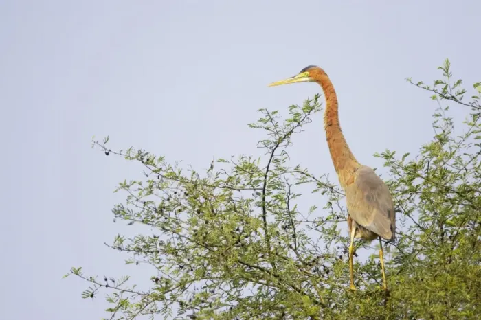 Framed Print : Purple Heron - on tree top - Keoladeo Ghana National Park - Bharatpur - Rajasthan - India BI018034 Framed Print : Purple Heron - on tree top - Keoladeo Ghana National Park - Bharatpur - Rajasthan - India BI018034