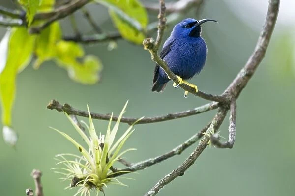 Purple Honeycreeper - male on branch with airplant - Asa Wright Centre - Trinidad