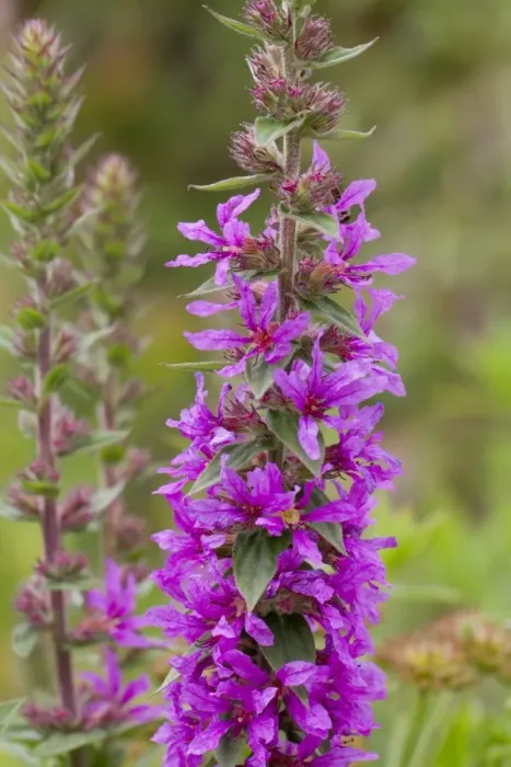 Framed Print : Purple Loosestrife - Cornwall - UK