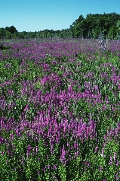 Purple Loosestrife JZ 1698 Field - Southern Maine Lythrum salicaria © Jim Zipp  /  ARDEA LONDON