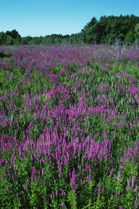 Framed Print : Purple Loosestrife JZ 1698 Field - Southern Maine Lythrum salicaria © Jim Zipp / ARDEA LONDON Framed Print : Purple Loosestrife JZ 1698 Field - Southern Maine Lythrum salicaria © Jim Zipp / ARDEA LONDON