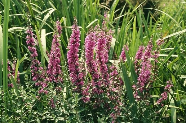 Purple Loosestrife Plant