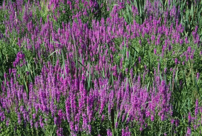 Framed Print : Purple Loosestrife Southern Maine, USA Framed Print : Purple Loosestrife Southern Maine, USA