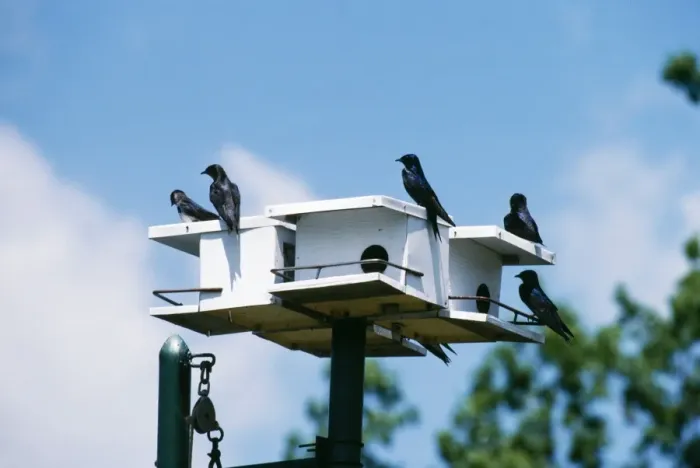 Framed Print : Purple Martins Michigan, USA Framed Print : Purple Martins Michigan, USA