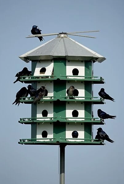 Purple Martins - On multicelled nesting house - New York - USA