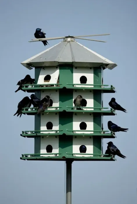 Framed Print : Purple Martins - On multicelled nesting house - New York - USA Framed Print : Purple Martins - On multicelled nesting house - New York - USA