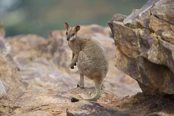Purple-necked Rock-Wallaby - near Mt Isa at the water tower hill - Queensland - Australia
