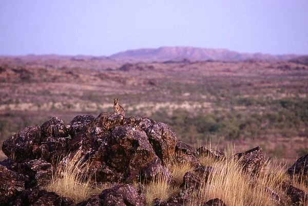 Purple-necked Rock-wallaby - in shrub plain habitat, Selwyn Range, Queensland, Australia JPF05548