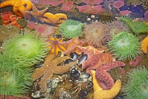 Purple  /  Ochre Sea Star - with Giant Green Anemone (Anthopleura xanthogrammica) in rock pool with other starfish - Oregon - USA IN000170