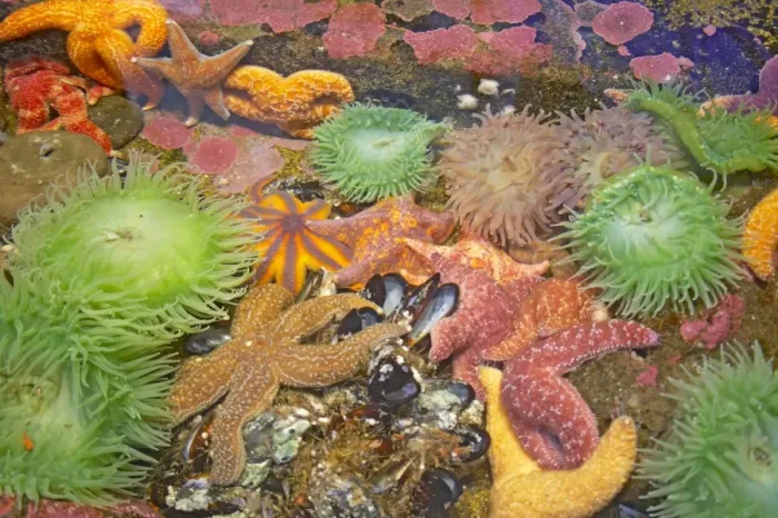 Framed Print : Purple / Ochre Sea Star - with Giant Green Anemone (Anthopleura xanthogrammica) in rock pool with other starfish - Oregon - USA IN000170 Framed Print : Purple / Ochre Sea Star - with Giant Green Anemone (Anthopleura xanthogrammica) in rock pool with other starfish - Oregon - USA IN000170