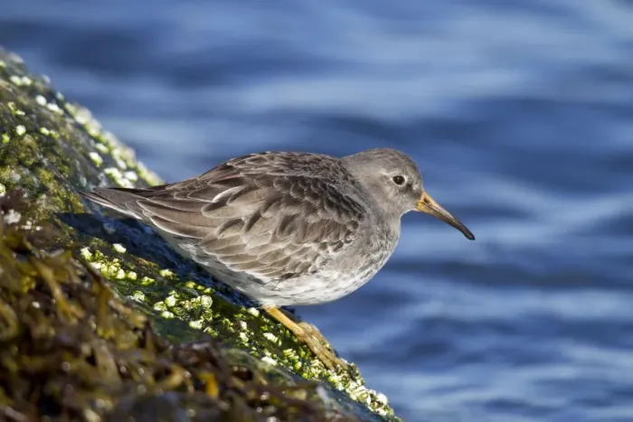 Framed Print : Purple Sandpiper - Barnegat Light - New Jersey - USA in February Framed Print : Purple Sandpiper - Barnegat Light - New Jersey - USA in February