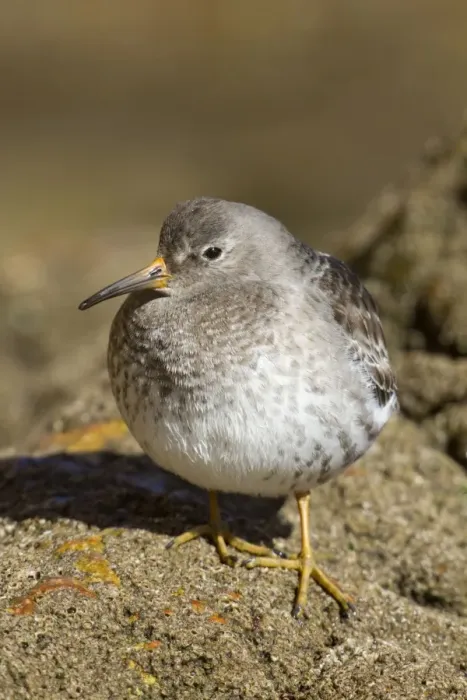 Framed Print : Purple Sandpiper - at the coast Framed Print : Purple Sandpiper - at the coast
