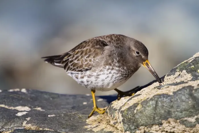 Framed Print : Purple Sandpiper - at the coast Framed Print : Purple Sandpiper - at the coast