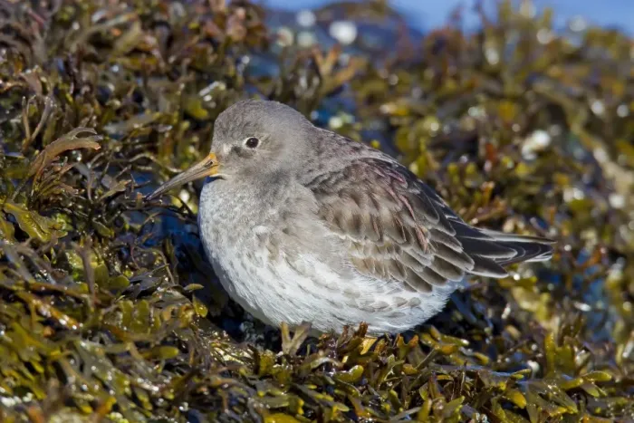Framed Print : Purple Sandpiper - February - Barnegat Light - New Jersey - USA Framed Print : Purple Sandpiper - February - Barnegat Light - New Jersey - USA