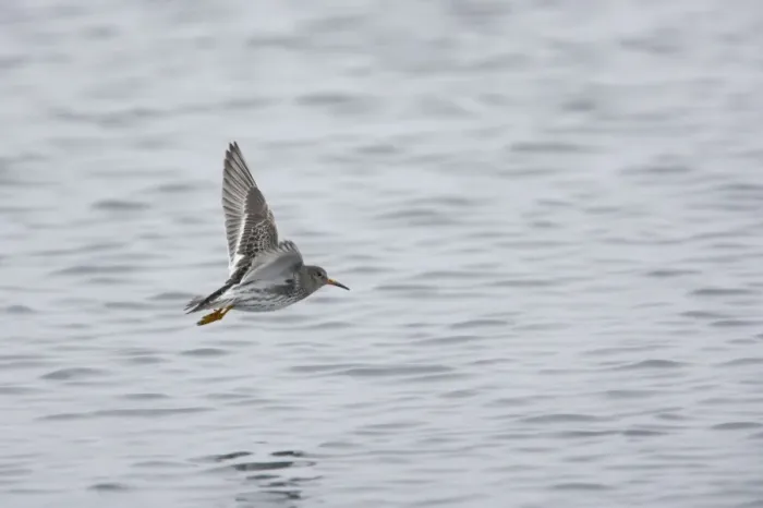 Framed Print : Purple Sandpiper - In flight Calidris maritima Varanger Fjord, Norway BI013796 Framed Print : Purple Sandpiper - In flight Calidris maritima Varanger Fjord, Norway BI013796