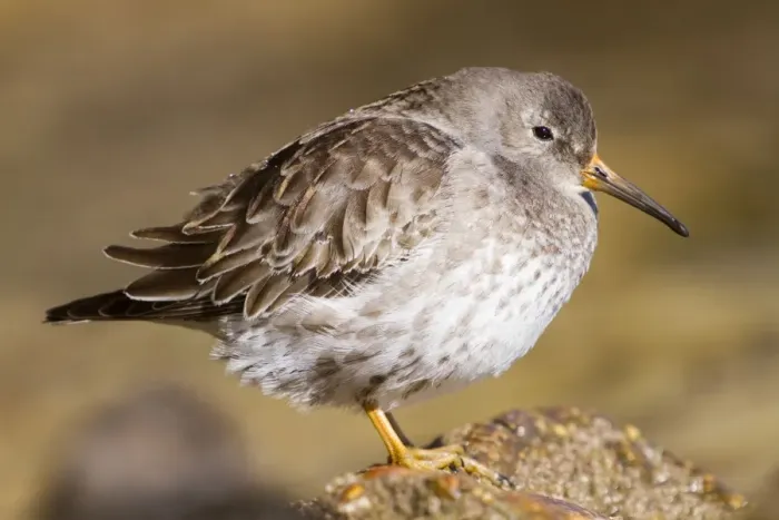 Framed Print : Purple Sandpiper - Penzance - Cornwall - UK Framed Print : Purple Sandpiper - Penzance - Cornwall - UK