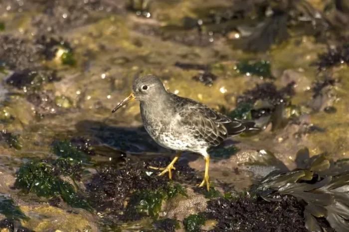 Framed Print : Purple Sandpiper - standing on seaweed covered rock - Filey Brig - Yorkshire - UK Framed Print : Purple Sandpiper - standing on seaweed covered rock - Filey Brig - Yorkshire - UK