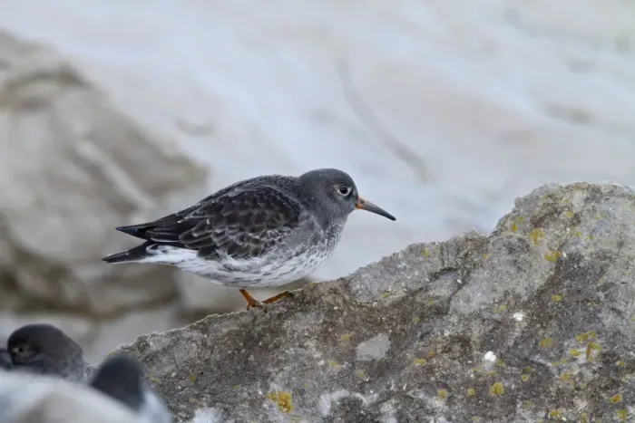 Framed Print : Purple Sandpiper - waiting for tide 8511 Framed Print : Purple Sandpiper - waiting for tide 8511