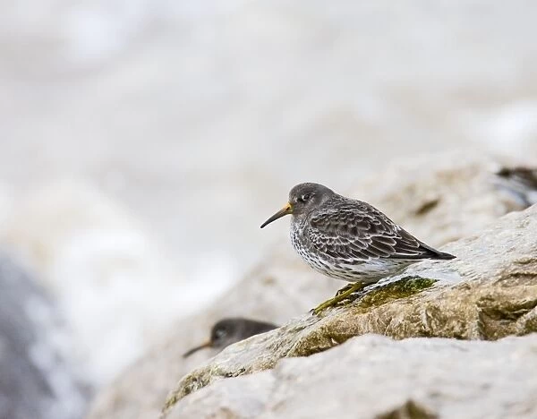 Purple sandpiper - waiting for the tide West Wales UK 005434