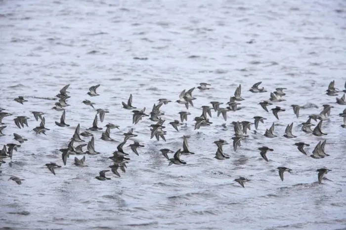 Framed Print : Purple Sandpiper - Winter flock in flight Calidris maritima Varanger Fjord, Norway BI013794 Framed Print : Purple Sandpiper - Winter flock in flight Calidris maritima Varanger Fjord, Norway BI013794