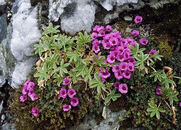 Purple Saxifrage - with Alpine Ladies Mantle Ben Lawers Mountain, Perthshire, Scotland