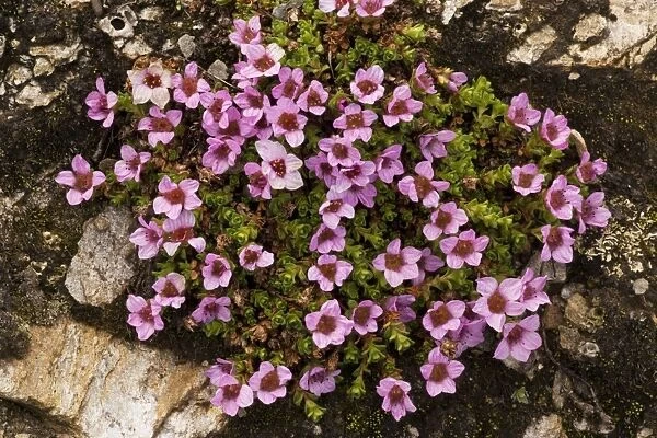 Purple saxifrage (Saxifraga oppositifolia). Mountain plant in UK