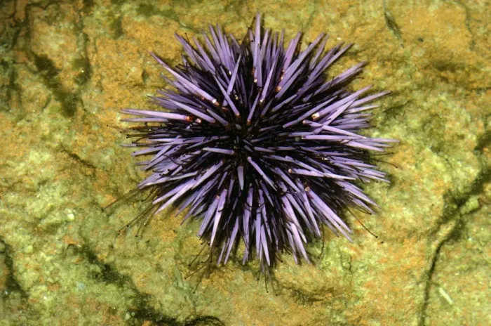 Framed Print : Purple Sea Urchin Framed Print : Purple Sea Urchin