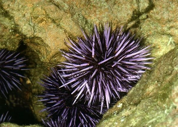 Purple Sea Urchin