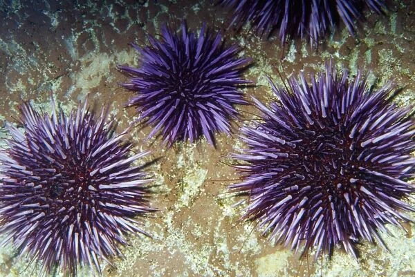 Purple Sea Urchin Moss Beach California, USA