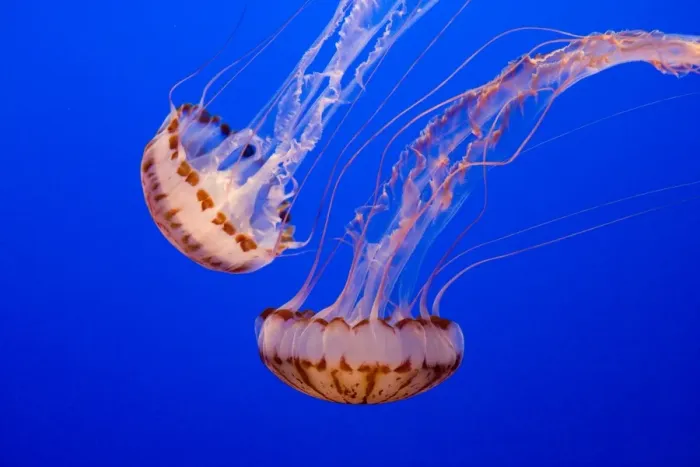 Framed Print : Purple-striped Jelly - Range: limited along coast of California - Pacific Ocean - USA - Photographed at Monterey Bay Aquarium - Monterey - California - USA Framed Print : Purple-striped Jelly - Range: limited along coast of California - Pacific Ocean - USA - Photographed at Monterey Bay Aquarium - Monterey - California - USA