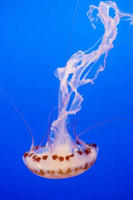 Framed Print : Purple-striped Jelly - Range: limited along coast of California - Pacific Ocean - USA - Photographed at Monterey Bay Aquarium - Monterey - California - USA Framed Print : Purple-striped Jelly - Range: limited along coast of California - Pacific Ocean - USA - Photographed at Monterey Bay Aquarium - Monterey - California - USA