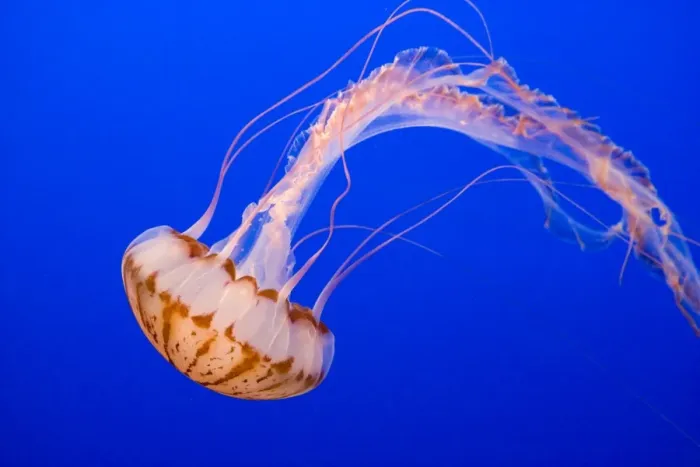 Framed Print : Purple-striped Jelly - Range: limited along coast of California - Pacific Ocean - USA - Photographed at Monterey Bay Aquarium - Monterey - California - USA Framed Print : Purple-striped Jelly - Range: limited along coast of California - Pacific Ocean - USA - Photographed at Monterey Bay Aquarium - Monterey - California - USA