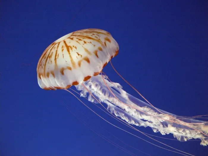Framed Print : Purple striped jellyfish. Monterey, California, USA Framed Print : Purple striped jellyfish. Monterey, California, USA