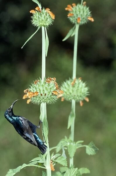 Purple Sunbird - male feeding - Sri Lanka