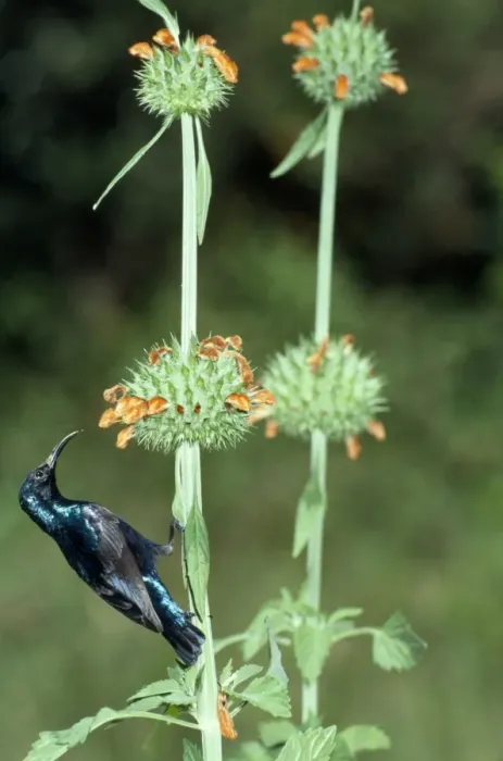 Framed Print : Purple Sunbird - male feeding - Sri Lanka