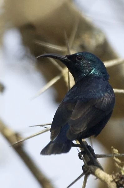Purple Sunbird - Perched on branch A widespread Indian resident found in open deciduous forest and gardens. Photographed near Mudumalai, Western Ghats, India, Asia