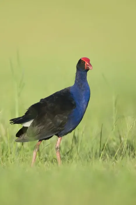 Framed Print : Purple Swamphen Eastern form of large gallinule. Walking through grass near the waters edge. Queensland, Australia Framed Print : Purple Swamphen Eastern form of large gallinule. Walking through grass near the waters edge. Queensland, Australia