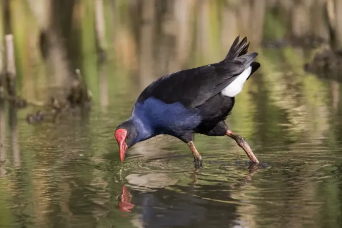 Framed Print : Purple Swamphen - MacLeod's Morass at Bairnsdale, southern Victoria, Australia Framed Print : Purple Swamphen - MacLeod's Morass at Bairnsdale, southern Victoria, Australia