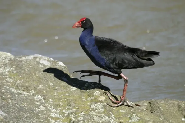 Framed Print : Purple Swamphen Near Henderson Creek, Auckland, New Zealand Framed Print : Purple Swamphen Near Henderson Creek, Auckland, New Zealand