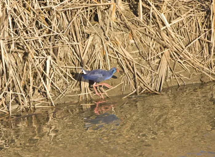 Framed Print : Purple Swamphen with oyster La Janda Spain October Framed Print : Purple Swamphen with oyster La Janda Spain October