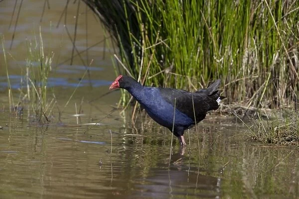 Purple Swamphen  /  Pukeko in a wetland - Halswell Quarry reclamation area - Christchurch - New Zealand