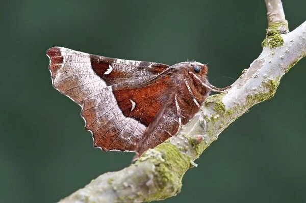 Purple Thorn - resting on twig - North Lincolnshire - England