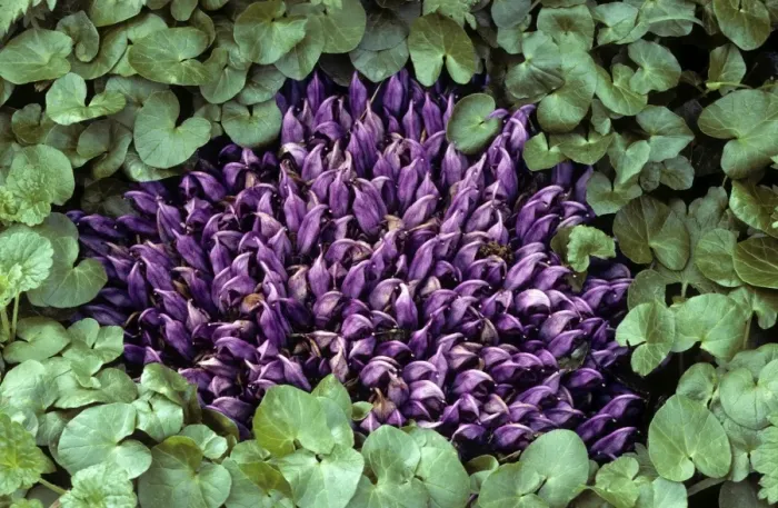 Framed Print : Purple Toothwort Framed Print : Purple Toothwort