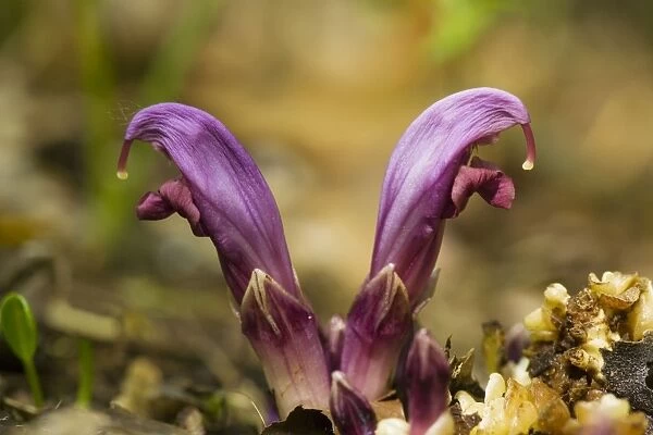 Purple toothwort (Lathraea clandestina), parasitic on poplars and other trees. France