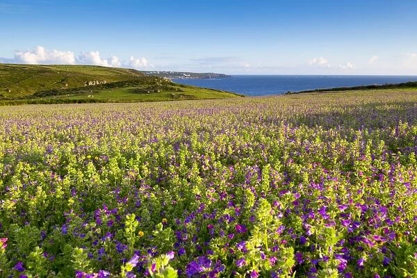 Purple Viper's Bugloss  /  Paterson's Curse - Boscregan - looking towards Sennen - Cornwall, UK