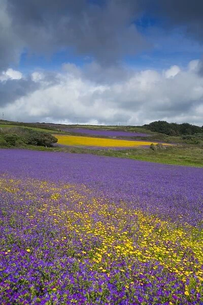 Purple Viper's Bugloss  /  Paterson's Curse - with Corn Marigolds (Chrysanthemum segetum) - Boscregan, Cornwall, UK